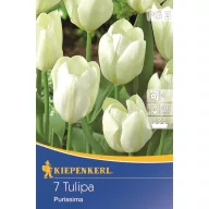 Tulipánhagyma Fosteriana, Kiepenkerl Weißer Kaiser 7 db