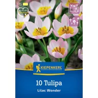 Virághagyma Tulipán Lilac Wonder Kiepenker 10 db