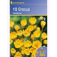 Krókusz hagyma botanikai, Kiepenkerl Goldilocks 12 db