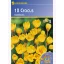 Krókusz hagyma botanikai, Kiepenkerl Goldilocks 12 db