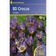 Krókusz hagyma botanikai, Kiepenkerl Tricolor 20 db