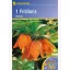Császárkorona Kiepenkerl Aurora 1 db