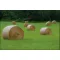 Grass Seed Mower Greenland mixture 25 kg