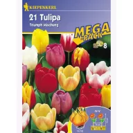 Tulipánhagyma Megapack, Kiepenkerl Triumf-Mix 21 db
