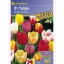 Tulipánhagyma Megapack, Kiepenkerl Triumf-Mix 21 db