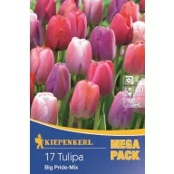 Virághagyma tulipán Big Pride Megapack 17 db