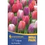 Virághagyma tulipán Big Pride Megapack 17 db