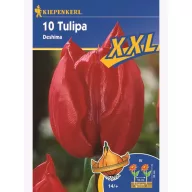 Tulipánhagyma XXL, Kiepenkerl Triumf Deshima 10 db
