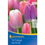   Virághagyma Tulipán Darwin-hybrid,Big Pride Megapack 17 db Kiepenkerl