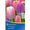 Virághagyma Tulipán Darwin-hybrid,Big Pride Megapack 18 db Kiepenkerl