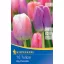 Virághagyma Tulipán Darwin-hybrid,Big Pride Megapack 17 db Kiepenkerl