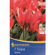 Tulipánhagyma Greigii, Kiepenkerl Toronto 7 db
