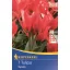Tulipánhagyma Greigii, Kiepenkerl Toronto 7 db