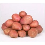 Burgonya vetőgumó "Desirée" 50 db