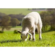 Fűmag legelő Savanna keverék 25 kg