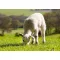 Grass seed pasture Savanna mixture 25 kg