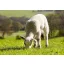 Grass seed pasture Savanna mixture 25 kg
