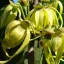 Ylang-ylang (Cananga odorata) 5 seeds