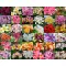 Frangipani (Plumeria rubra) 5 seeds