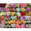 Frangipani (Plumeria rubra) 5 seeds