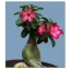 Palackfa (Adenium obesum) 5 szem