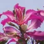 Lilac Orchid (Bauhinia purpurea) 5 seeds