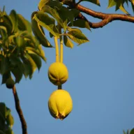 Majomkenyérfa (Adansonia digitata) 5 szem