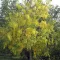 Indian Senna (Cassia fistula) 5 seeds