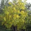 Indian Senna (Cassia fistula) 5 seeds