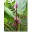 Lila banán (Musa ornata) Purple Flower 5 szem