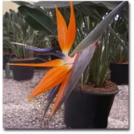 Narancs papagájvirág (Strelitzia reginae) 5 szem