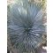 Yucca rostrata (Yucca rostrata) 5 seeds