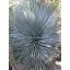 Csőrös jukka (Yucca rostrata) 5 szem