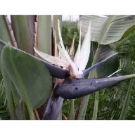 Kék papagájvirág (Strelitzia nicolai) 5 szem