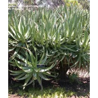 Macskafarok aloe (Aloe castanea) 5 szem