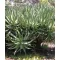 Cat's tail aloe (Aloe castanea) 5 grains