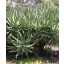 Cat's tail aloe (Aloe castanea) 5 grains