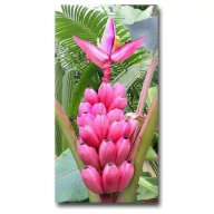Pink Banán (Musa velutina) 5 szem