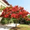 Tűzfa (Delonix regia) 5 szem