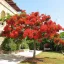 Tűzfa (Delonix regia) 5 szem