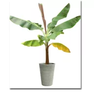 Tarkalevelű banán (Musa sikkimenis) 3 szem