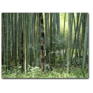 Moso bambusz (Phyllostachys pubescens) 5 szem