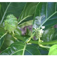 Noni (Morinda citrifolia) 5 szem