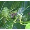 Noni (Morinda citrifolia) 5 grains
