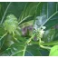 Noni (Morinda citrifolia) 5 grains