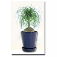 Buzogányfa (Beaucarnea recurvata) 5 szem