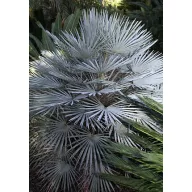 Törpe lószőrpálma (Chamaerops humilis) 5 szem