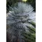Dwarf Horsehair Palm (Chamaerops humilis) 5 seeds