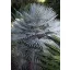 Dwarf Horsehair Palm (Chamaerops humilis) 5 seeds