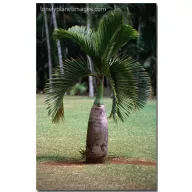 Palackpálma (Hyophorbe lagenicaulis) 5 szem